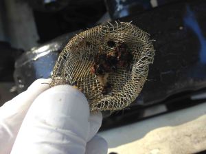 Here's the flakey cast iron crud, including some pieces of gasket seal. Also need to brush out crud from upper hose. Copper screen is reusable but check it before reinstalling.